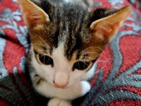 Evcil Yavru Erkek Kedi, 2 aylık, Tekir