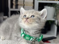 British Shorthair Blue Golden Yavrular