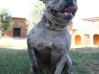 French bulldog