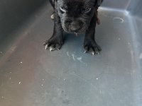 Simsiyah Dişi cane corso
