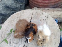Sütten kesilen guinea pig bebekler