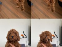 2 aylık red Brown toy poodle Kore ırk