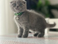 Kedilerim Yeni Sahiplerini Bekliyorlar