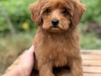 RED MALTİPOO ERKEK KÜT BURUN