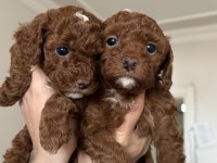 Tea cup toy poodle