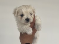 EN MİNİ BOY BİRBİRİNDEN GÜZEL MALTESE BEBEKLERİMİZ