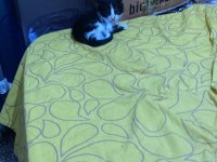 Smokin kedi yavrumuz