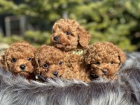 Orjinal Baby Face Toy Poodle Yavrular