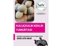 TAZE DÖLLÜ KEKLİK YUMURTASI
