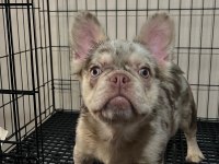 Özel renk nadir french bulldog yavrular