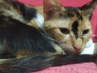 Sevgi dolu tortoiseshell yavru kedi yuva arıyor