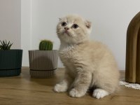 Ayı surat Scottish Fold Red Yavrumuz