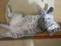 Scottish fold silver yumak için ömürlük yuva arıyoruz