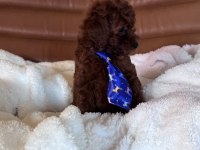 IRK VE SAĞLIK GARANTİLİ KORE POODLE BEBEKLER