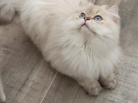 Kısır 3 yaşında british longhair erkek
