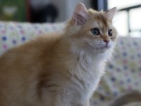 British Longhair Erkek Kedimiz