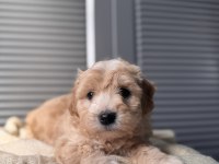 Küçük maltipoo bebeğim