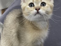 Orjinal british shorthair