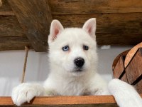 Beyaz husky yavrularımız a kalite