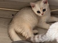 Muhteşem İnci Taneleri Kedilerim Yuvanıza Uğur Getirsin