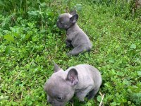 Blue bir dişi ve bir erkek french bulldog