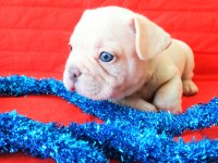 Egzotic French Bulldog Yavruları