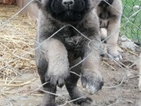 Kara çocuklar kangal