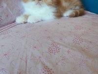 Saf kan exotic shorthair erkek yavru