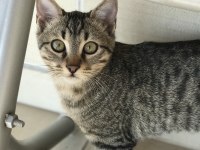 5 Aylık Yakışıklı Tekir Oğlan