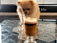 Pomeranian Boo