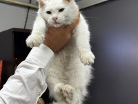 XXXL Bembeyaz Maine Coon Yavrularımız