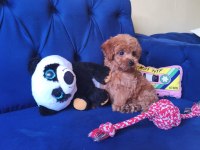 Toy Poodle Erkek Güzeli