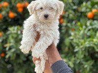 Maltese Terrier Güncel Yavrular