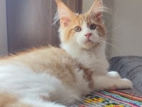 Tüm Aşı Ve Belgeleri Eksiksiz Şecereli Safkan Maine Coon