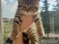 BRİTİSH SHORTHAİR 2 AYLIK YAVRU DİŞİ