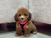 Teacup Poodle Dişi Yavrumuz