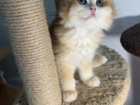 British Longhair Golden Ny12 Erkek