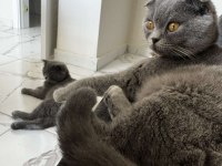 Kaliteli british shorthair sağlıklı yavrular