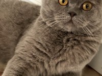 Full Şecereli British Shorthair Kedimiz