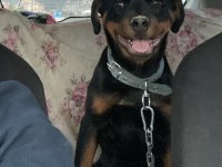 Dişi rottweiler 4 aylık