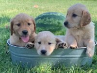 Baby Face Golden Retriever Yavrularımız