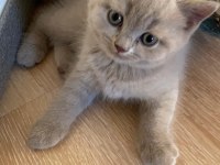 sağlıklı eğitimli british shorthair safkan yavru