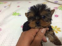 Ankara Nın En Güzel Yorkshire Terrier Yavruları