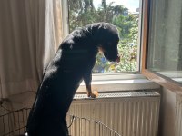 Safkan Eğitimli Rottweiler