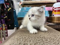 SCOTTİSH FOLD KEDİMİZ