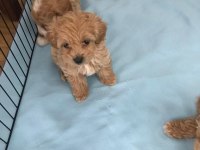 SEVİMLİ MALTİPOO YAVRULARIMIZ RUHSATLI ÜRETİM