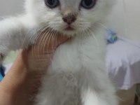 British longhair kedisi 2 aylık