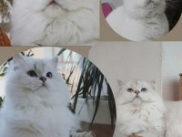 Full şecereli british longhair yavrular