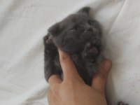 4 adet 40 günlük yavru scottish fold