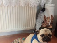 Eğitimli pug